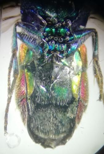 Réf. 261 861 : Chrysis comparata